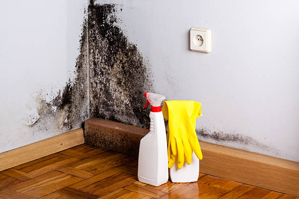 Best Attic Mold Removal  in Boulevard Gardens, FL